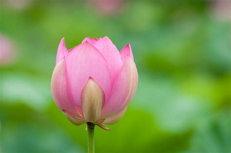 Stages of a Lotus Flower Blooming at Kenilworth Aquatic Gardens — Todd Henson Photography