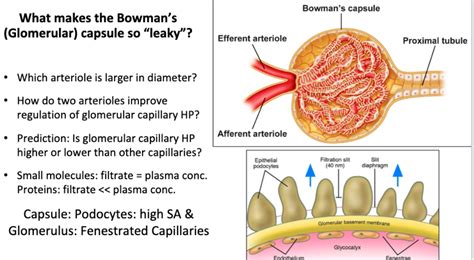 Solved Bowman's capsule What makes the Bowman's (Glomerular) | Chegg.com