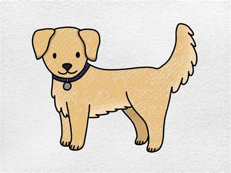 How to Draw a Golden Retriever - HelloArtsy