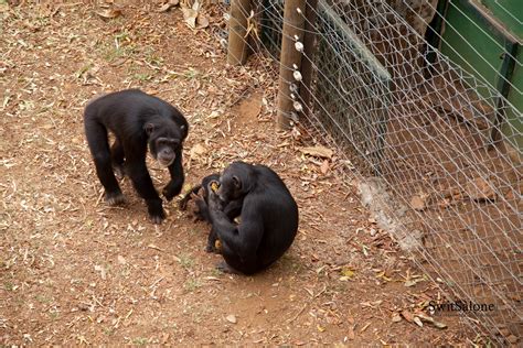 Destination Sierra Leone: The Hidden Wildlife Gem – Tacugama Chimpanzee Sanctuary | Sierra Leone ...