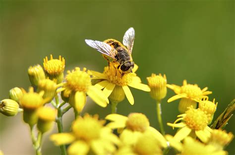 File:Bee-gathering pollen yellow-flower-macro.jpg - Wikimedia Commons