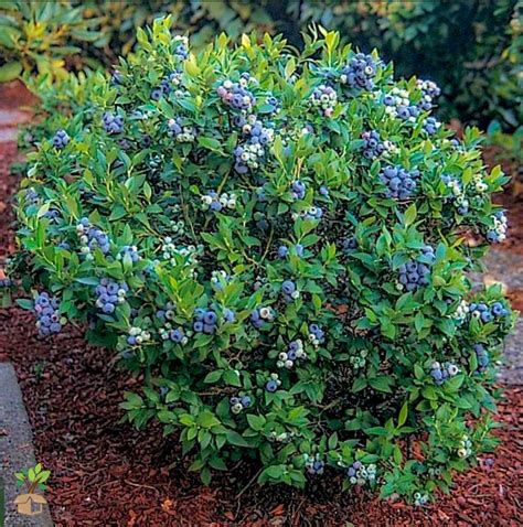 Premier Blueberry Bush | Blueberry Bush for Sale - 1 Gallon ...