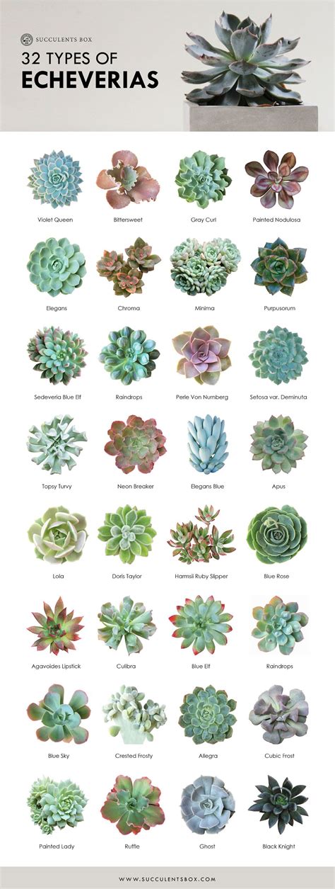 Whole Collection of Printable Succulents Art | Succulents Home Office Decor | Succulent ...