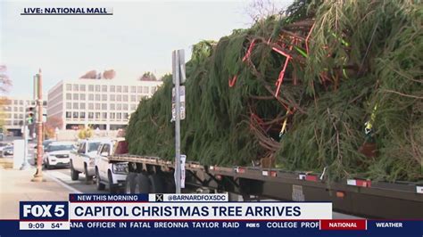 2023 US Capitol Christmas Tree arrives in DC marking start of holiday ...