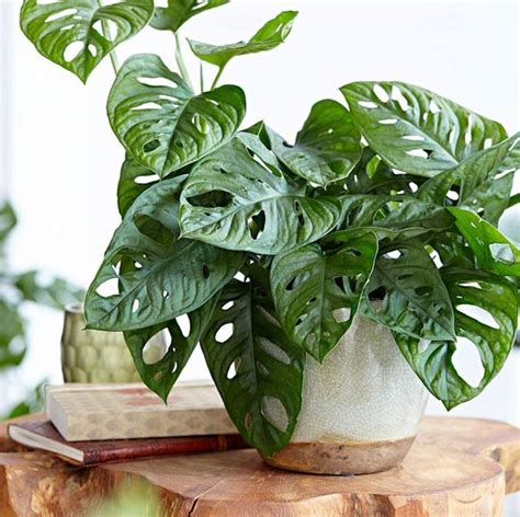 30 Best Plants to Buy on Amazon - Amazon Indoor Plants