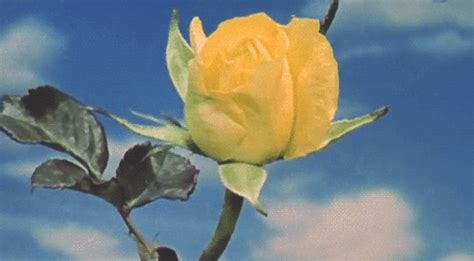 Yellow Rose Flower GIF | GIFDB.com