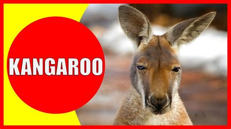 Kangaroo for Kids - Facts and Information about Kangaroos for Children, Kangaroo Videos ...