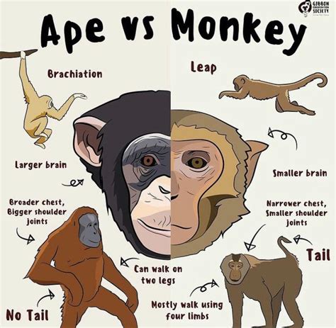 Ape vs Monkey : coolguides