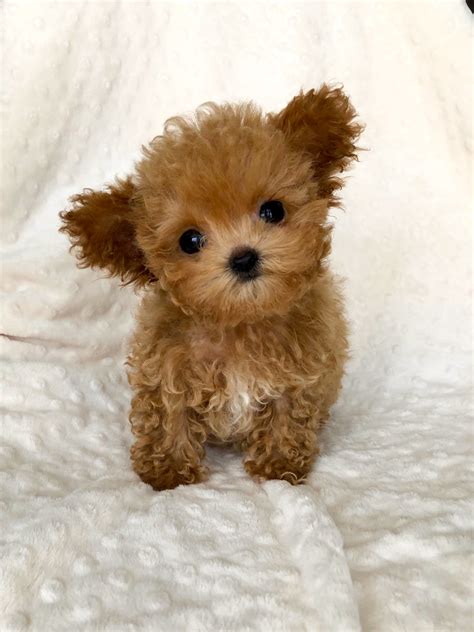 Micro Teacup maltipoo puppy red for sale | iHeartTeacups