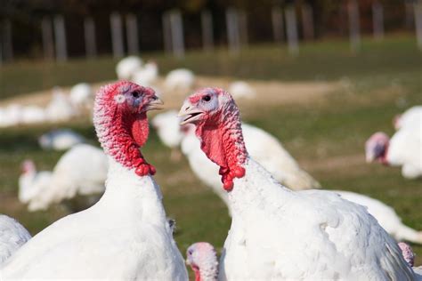 Broad Breasted White Turkey | Cackle Hatchery