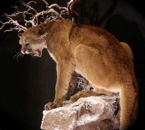 Mountain lion with snow habitat. - Taxidermy - CouesWhitetail.com Discussion forum