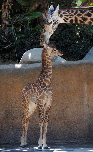 Thai Panda: A baby female Masai Giraffe who has been named Shani