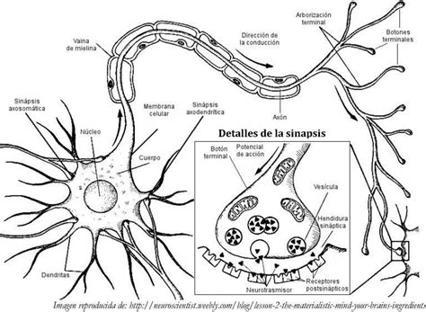 en dibujo las neuronas en sinapsis y describe sus partes (me manda foto ...