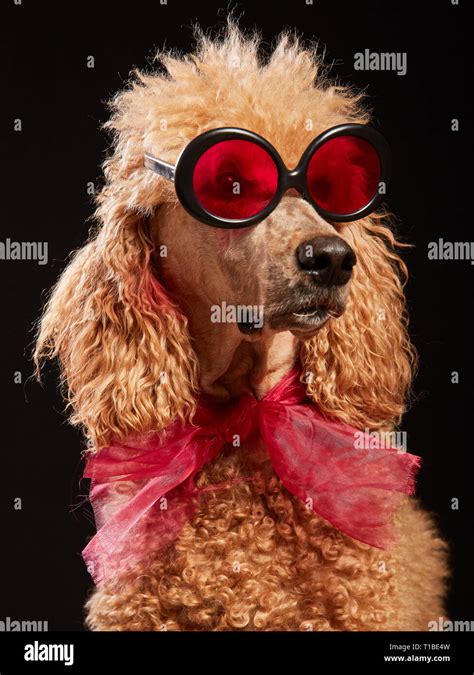 Studio portrait of standard poodle in bright color summer eyeglasses ...