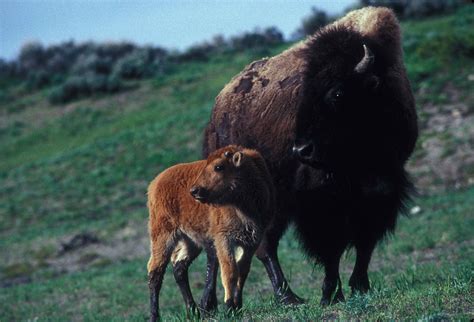 Free picture: female, bison, calf