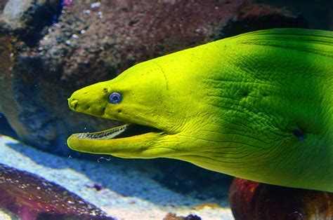 Moray Eel Fish Aquarium · Free photo on Pixabay