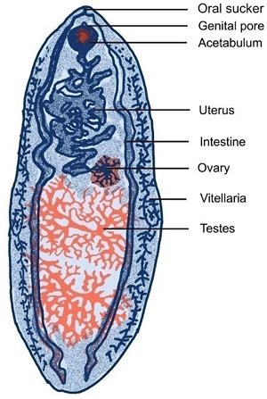 Fasciolopsis buski - Classification, Morphology, Manifestation ...