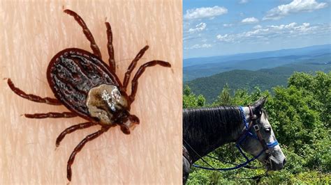 Tick Control Tips For Horses & Trail Riders - YouTube