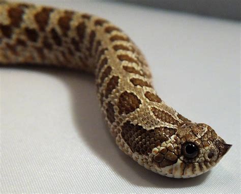 Western Hognose Snake Care Sheet | Reptiles' Cove