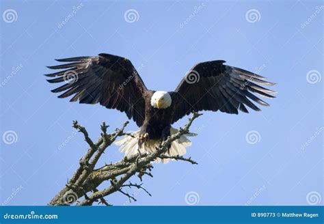 Landing Bald Eagle Royalty-Free Stock Photo | CartoonDealer.com #19547931