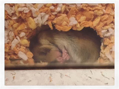 My heart is exploding : r/hamsters