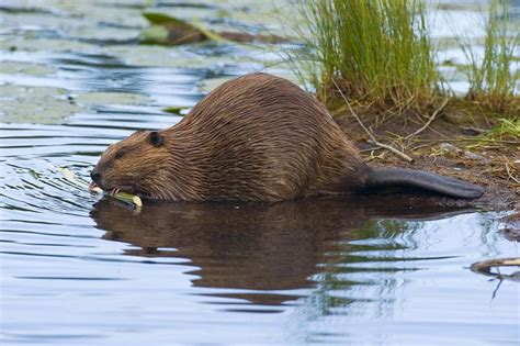 Beavers