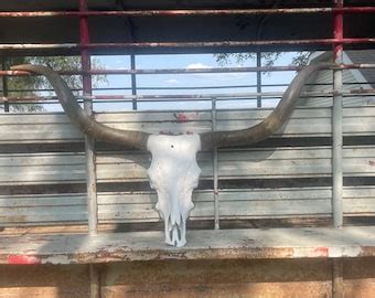 Longhorn Steer Skull With 4 FEET 2 INCH Wide Polished Horns - Etsy