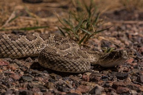 Prairie Rattlesnake | Prairie Rattlesnake (Crotalus viridis)… | Flickr