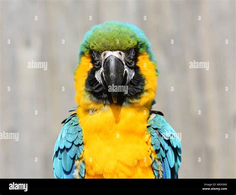 Turquoise parrot hi-res stock photography and images - Alamy