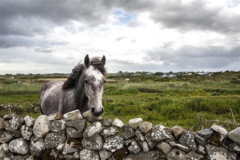 ALISON TOON | PHOTOGRAPHER | Horse, Connemara, Ireland