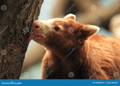 Matschie s tree-kangaroo stock photo. Image of guinea - 26860824