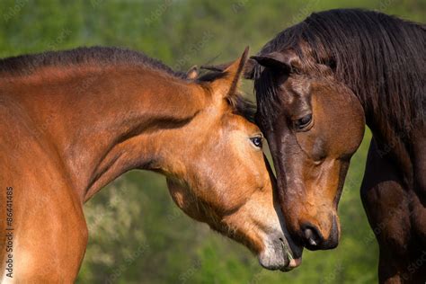 Horse love Stock-Foto | Adobe Stock