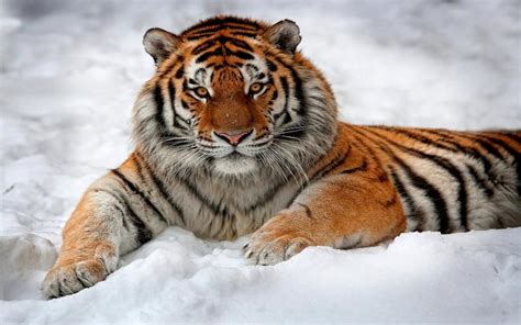 HD Snow Tiger Wallpaper | Download Free - 109728