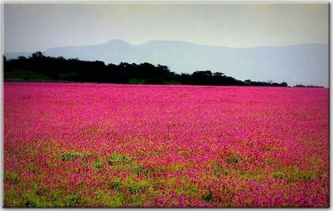 Kaas pathar near satara | Travel photography, Travel, Natural landmarks