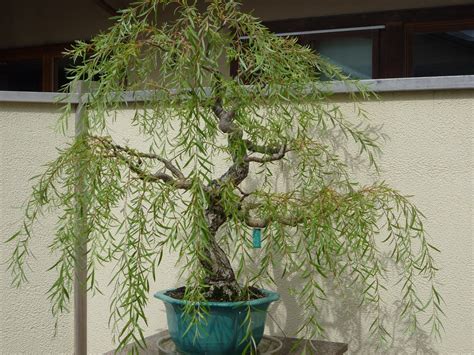 Weeping Willow Bonsai Tree | Gallery For > Weeping Willow Bonsai Tree | Bonsai tree ...