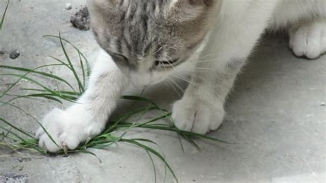 Cat Eating Grass Free Stock Video - Pixabay