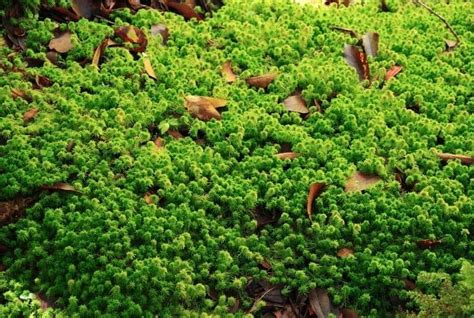 Sphagnum Moss: How to Grow it and Various Uses of it - Conserve Energy ...