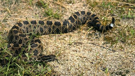 Study looks at menu of Michigan rattlesnakes