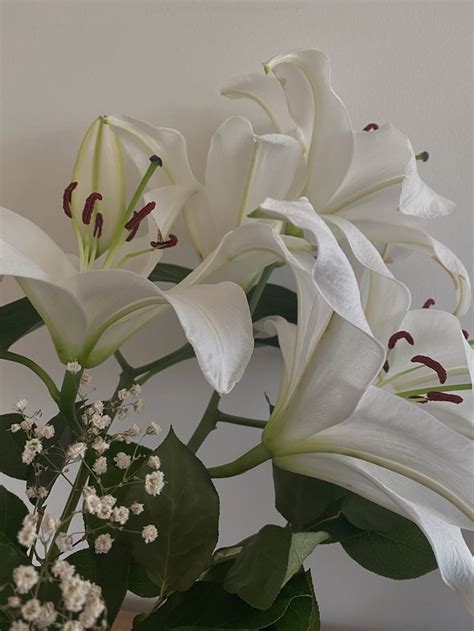 Lillies | White lily flower, Flower aesthetic, Lilly flower