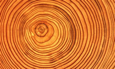 Dendrochronology and visualisation literacy - Visualising Data