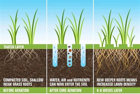 Lawn Aeration Facts | Cleveland Aeration