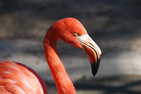 Free Images : wing, animal, red, beak, fauna, close up, flamingo ...