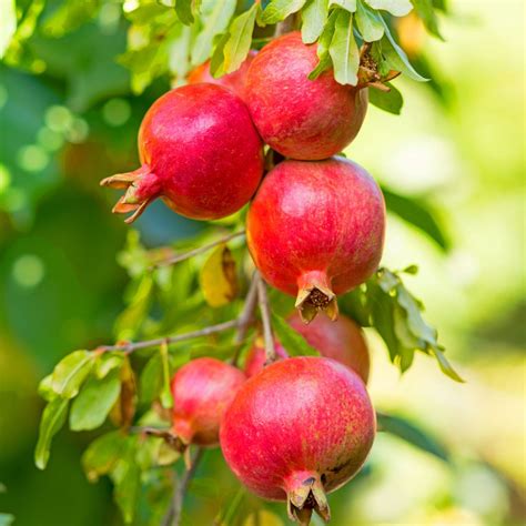 Russian Pomegranate Trees for Sale at Arbor Day's Online Tree Nursery ...