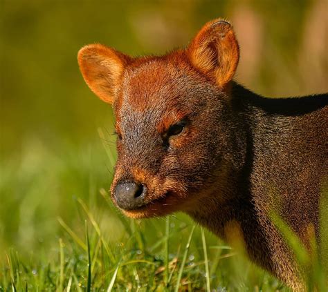 Pudú 🦌 PUDU PUDA PUDU DEER #chiloé #chiloe #chiloetodoelaño #chile🇨🇱 #sudamerica # ...