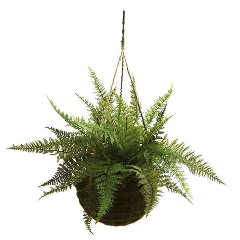 13" Leather Fern Hanging Basket w/ Moss (Indoor/Outdoor)"