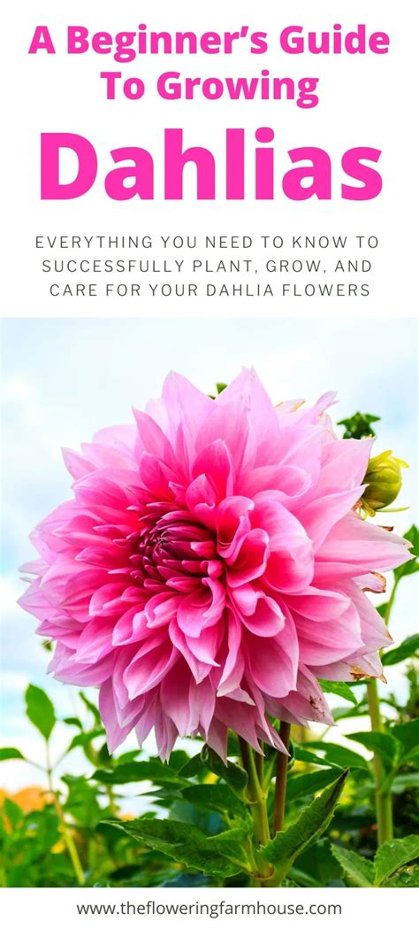 Planting Dahlias, Growing Dahlias, Dahlias Garden, How To Grow Dahlias, Zinnias, Zinnia Garden ...