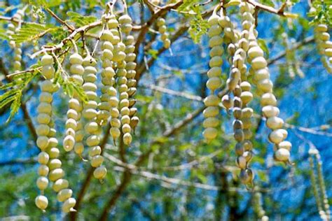 Vachellia nilotica