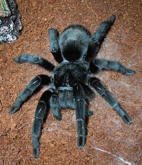 1000+ images about Tarantulas on Pinterest | Metallica, Spider and Mexicans