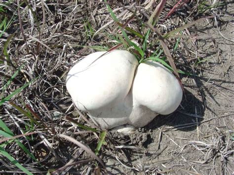 Giant Puffball Mushroom, a Soft and Tasty Delicacy - Eat The Planet