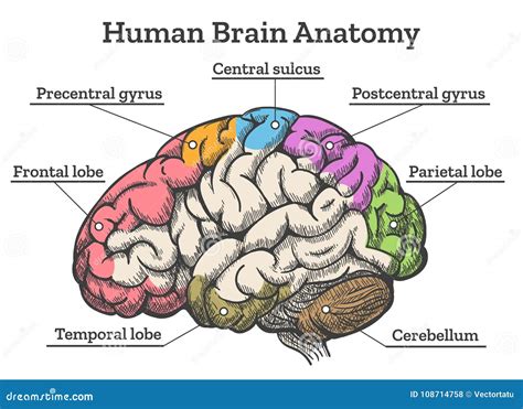 Human Brain Anatomy Diagram Stock Vector - Illustration of hypothalamus, educational: 108714758